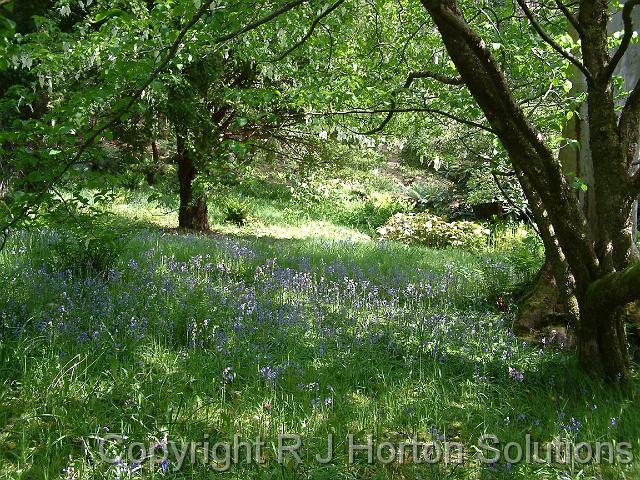 BlueBell Woods